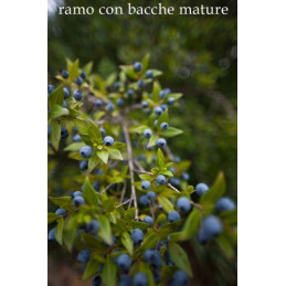 Mirto verde - Bresca Dorada